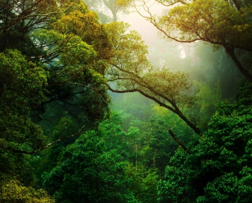 Rainforest - sun shining through the trees