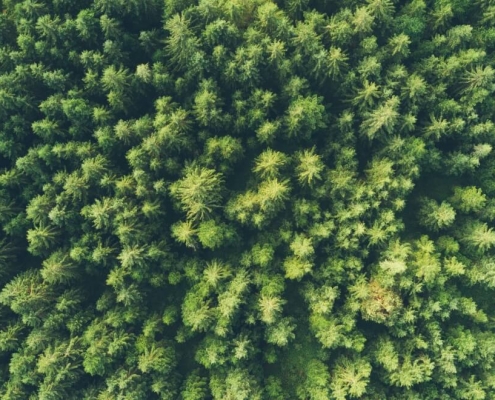 Green trees - environmental considerations
