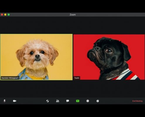 Skype screen - two dogs talking to each other