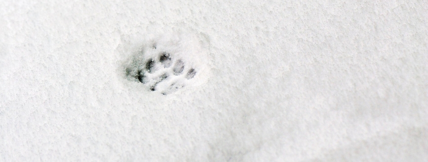 Evidence, Clues, Traces, Footprint
