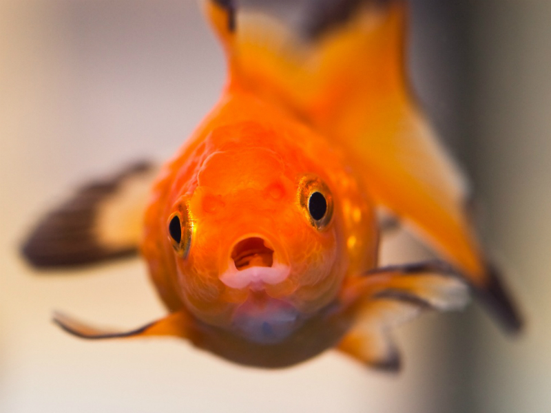 Judgmental Goldfish